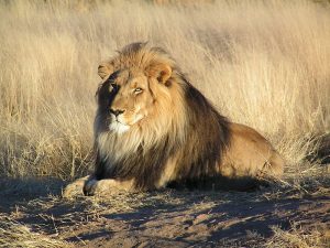 lion-namibie