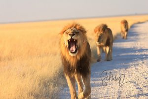 parc-national-etosha