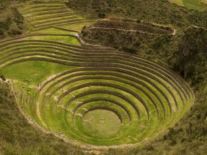 moray