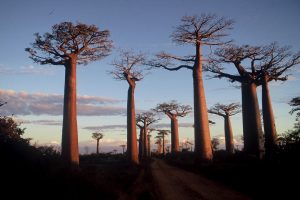 paysage-madagascar