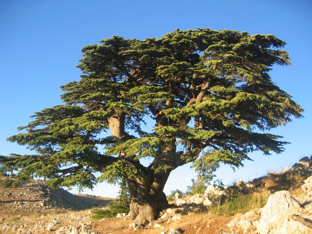 photo-liban