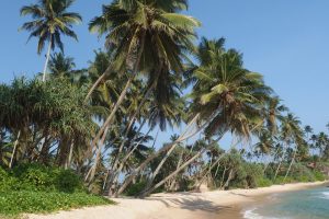  splendeurs-touristiques-du-sri-lanka