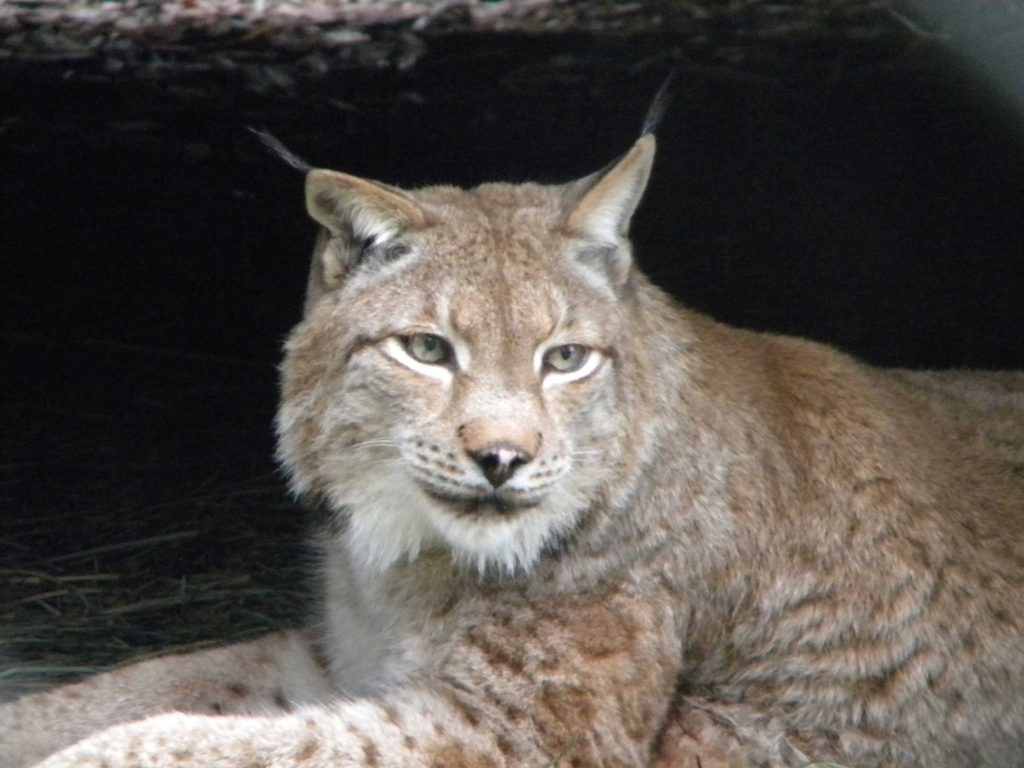Lynx-eurasie
