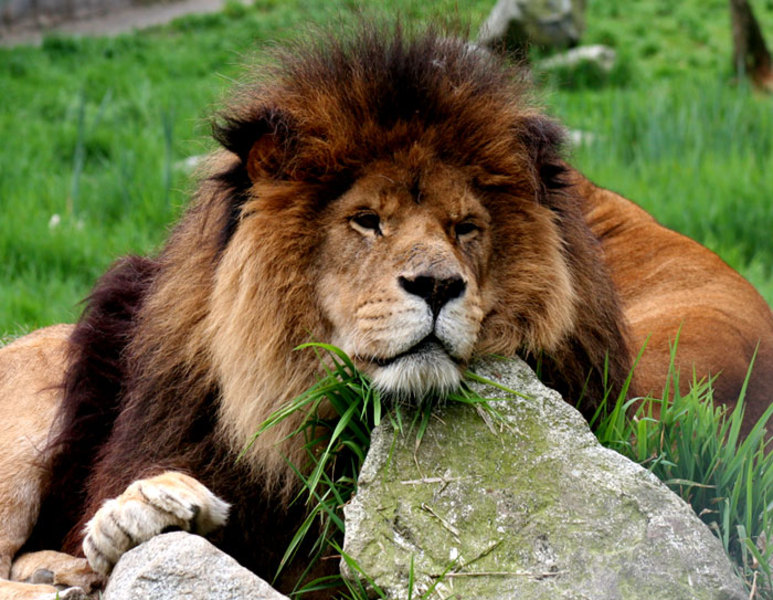 vancouver_zoo-lion