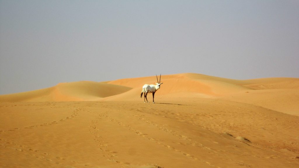 Émirats Arabes Unis – photo 3